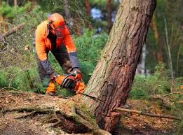 Best Tree and Shrub Care  in Ruch, OR