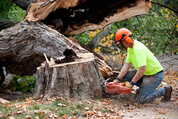 Best Tree Removal  in Ruch, OR